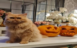 Persian cats for stud: Persian stud service  - Image 1