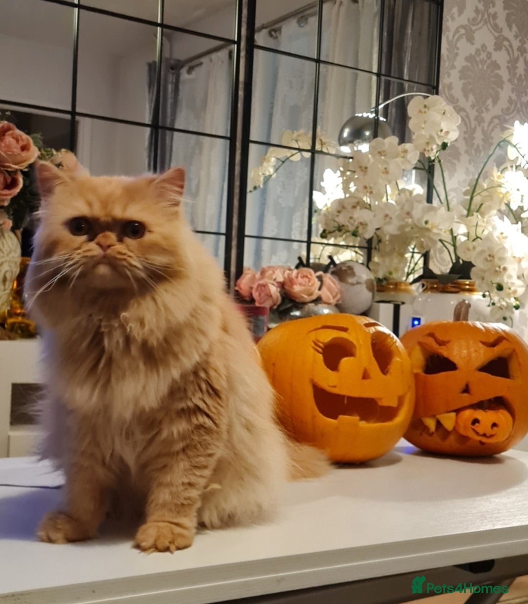 Persian cats for stud: Persian stud service  - Image 1