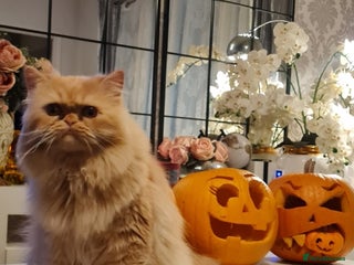 Persian cats - Advert 25