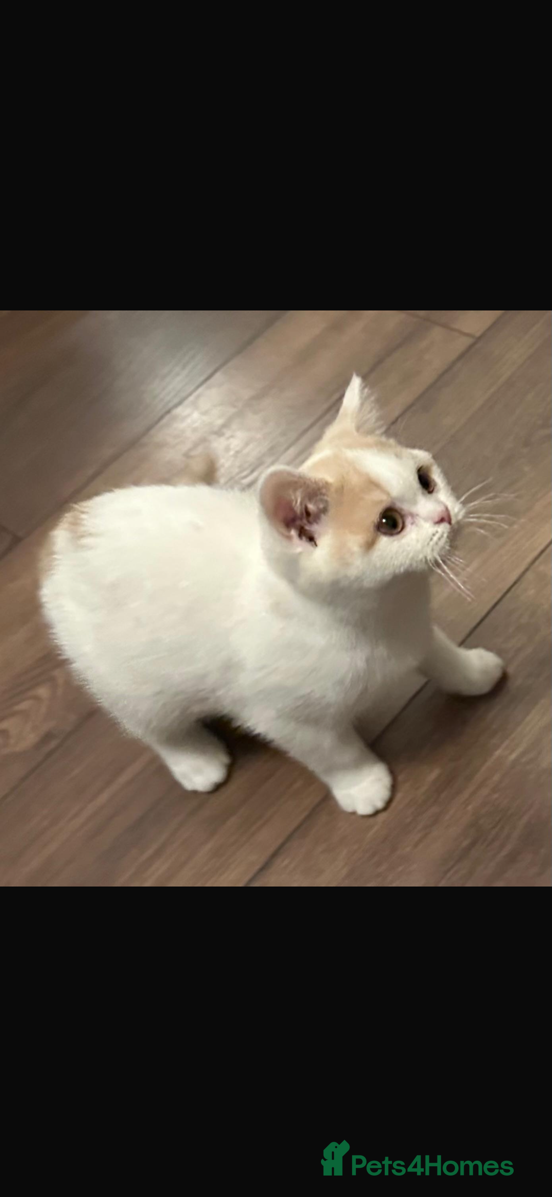 British Shorthair cats for sale: 1 left Ready NOW GCCF BSH kittens  - Advert 13