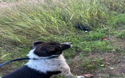 Mixed Breed dogs for adoption: Herby - Norwich Norfolk  - Image 5