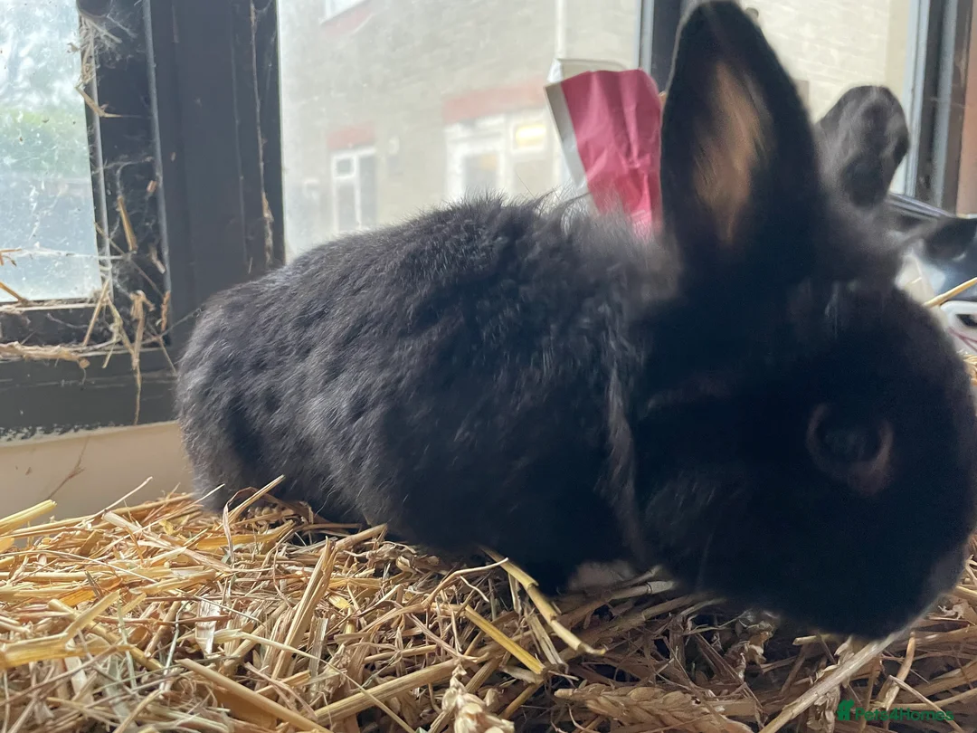 Mixed Breed rabbits for sale: Mixed breed males for sale  - Advert 11