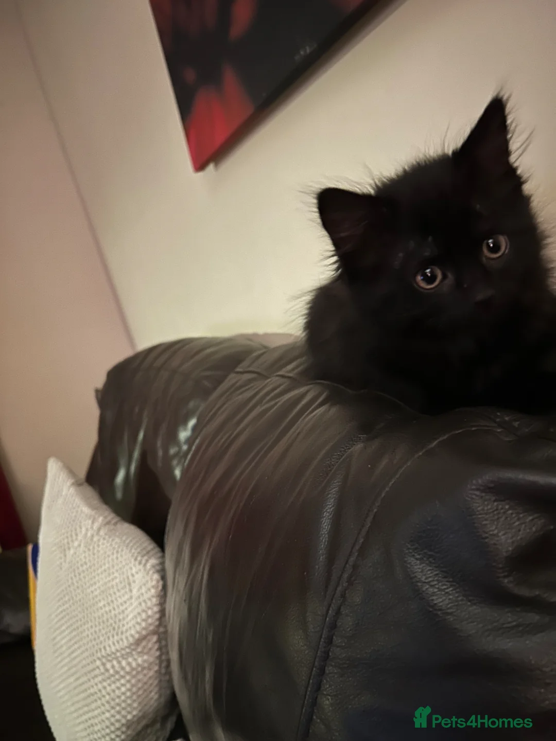 Mixed Breed cats for sale: Black kitten  - Advert 5