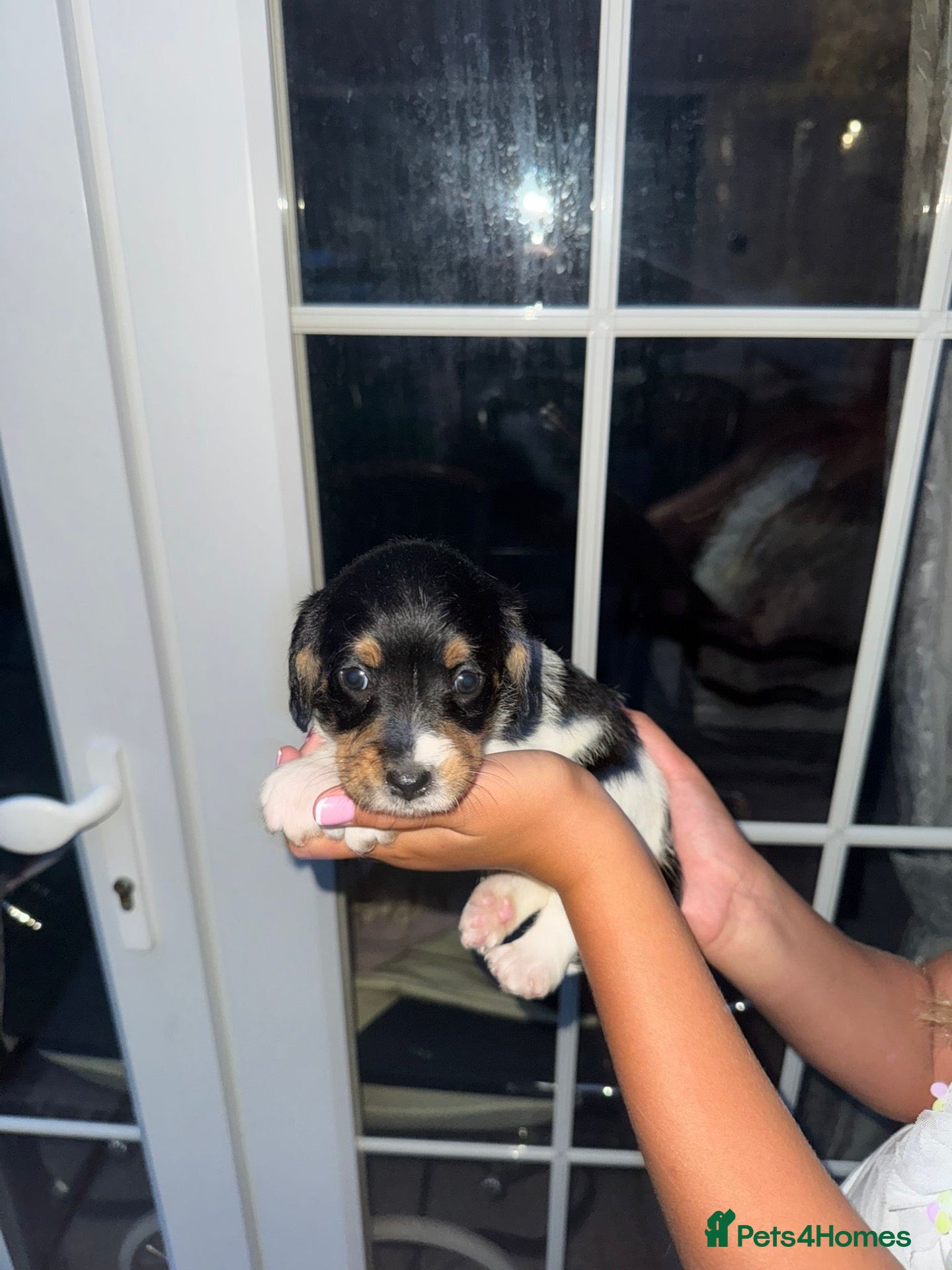Jack Russell dogs jack Russell puppys 4💙. 6🩷 - Advert 2