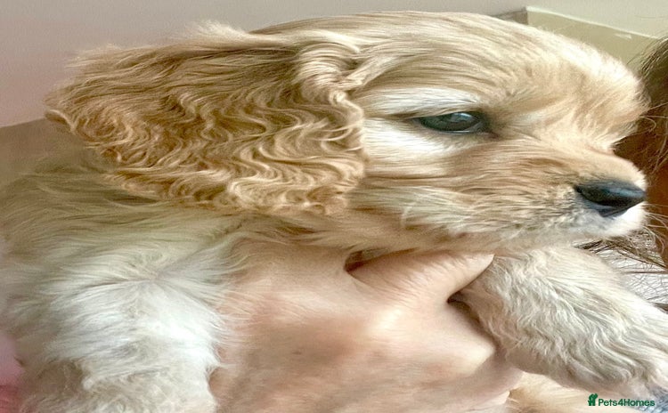 Cavapoo dogs Cavapoo - Advert 9