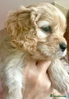 Cavapoo dogs Cavapoo - Advert 6