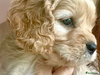 Cavapoo dogs Cavapoo - Advert 4