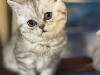 Persian cats Gorgeous pedigree chinchilla kitten - Advert 11