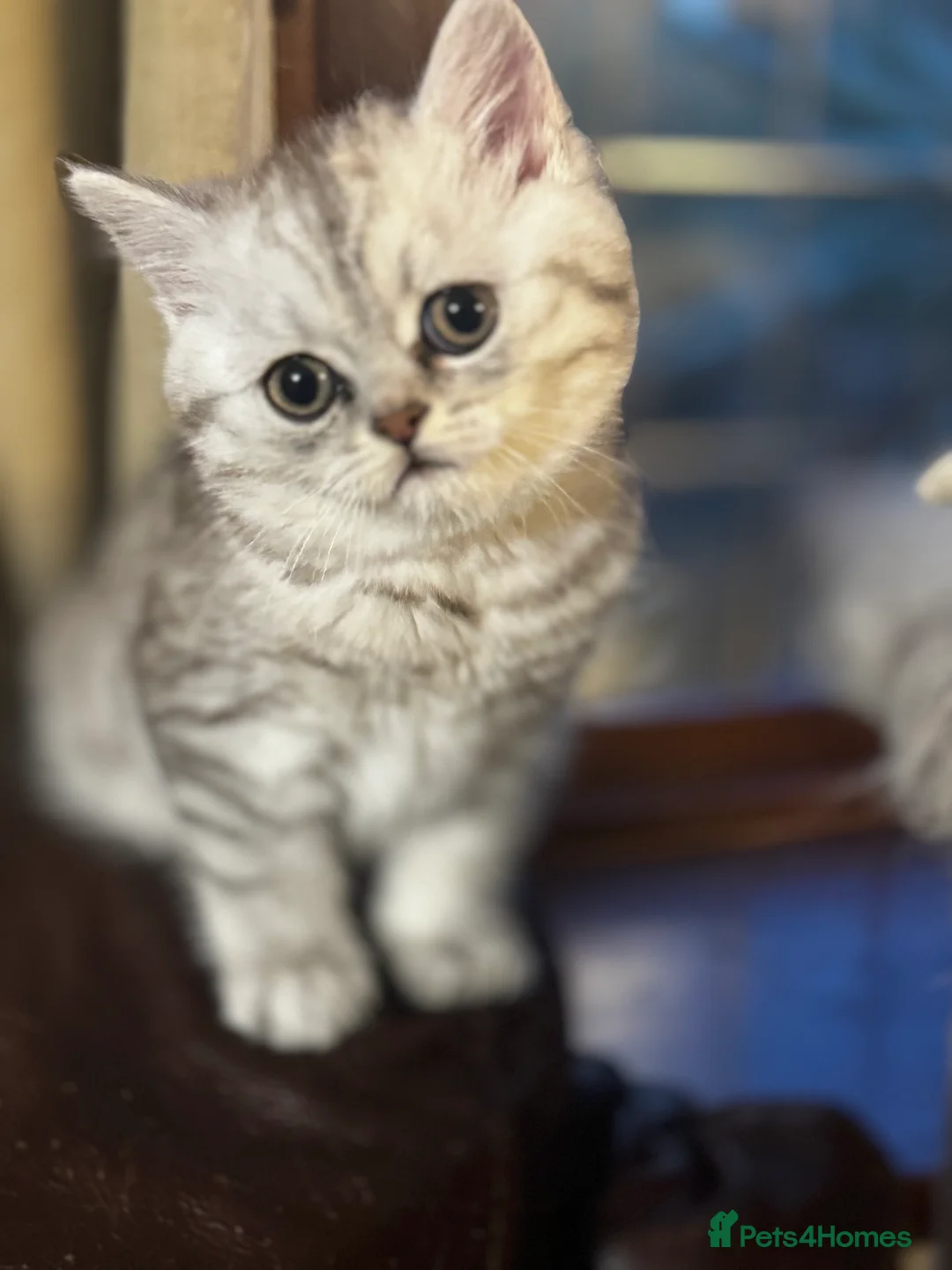 Persian cats for sale: Kitten Sold - Advert 4