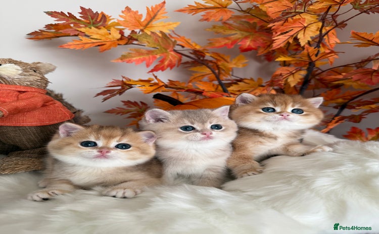 British Shorthair cats Blue Golden British Shorthair - Advert 6