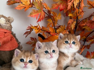 British Shorthair cats Blue Golden British Shorthair - Advert 18