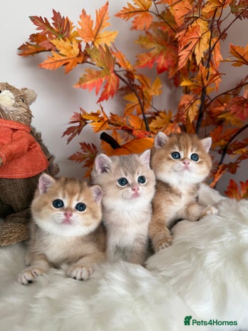 British Shorthair cats Blue Golden British Shorthair - Advert 6