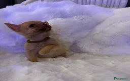 Pomchi dogs for sale: Fluffy Tiny Pomchi Puppies.🥰😍🤗 - Image 6
