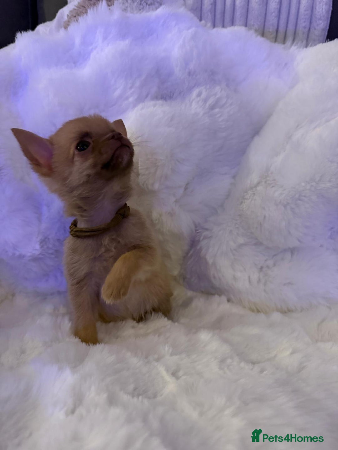 Pomchi dogs for sale: Fluffy Tiny Pomchi Puppies.🥰😍🤗 - Image 6