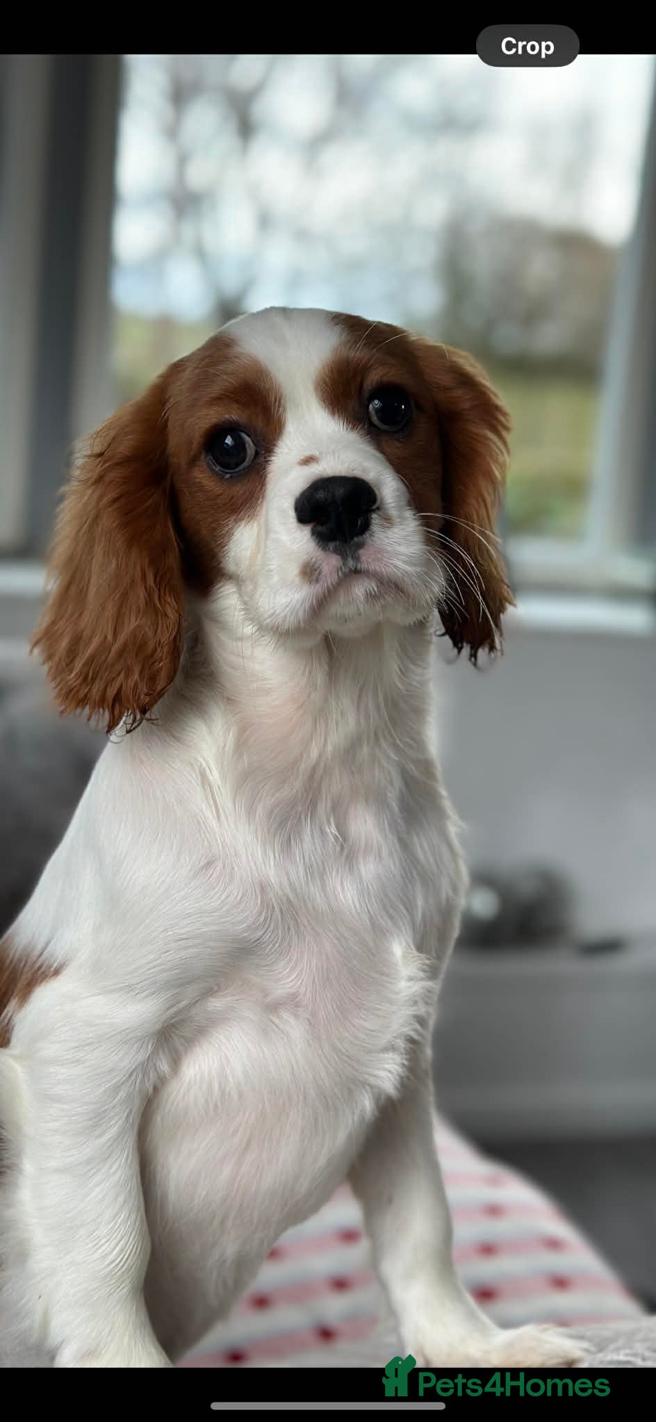 Cavalier King Charles Spaniel dogs KC. DNA Clear Stunning cavalier pups - Advert 5