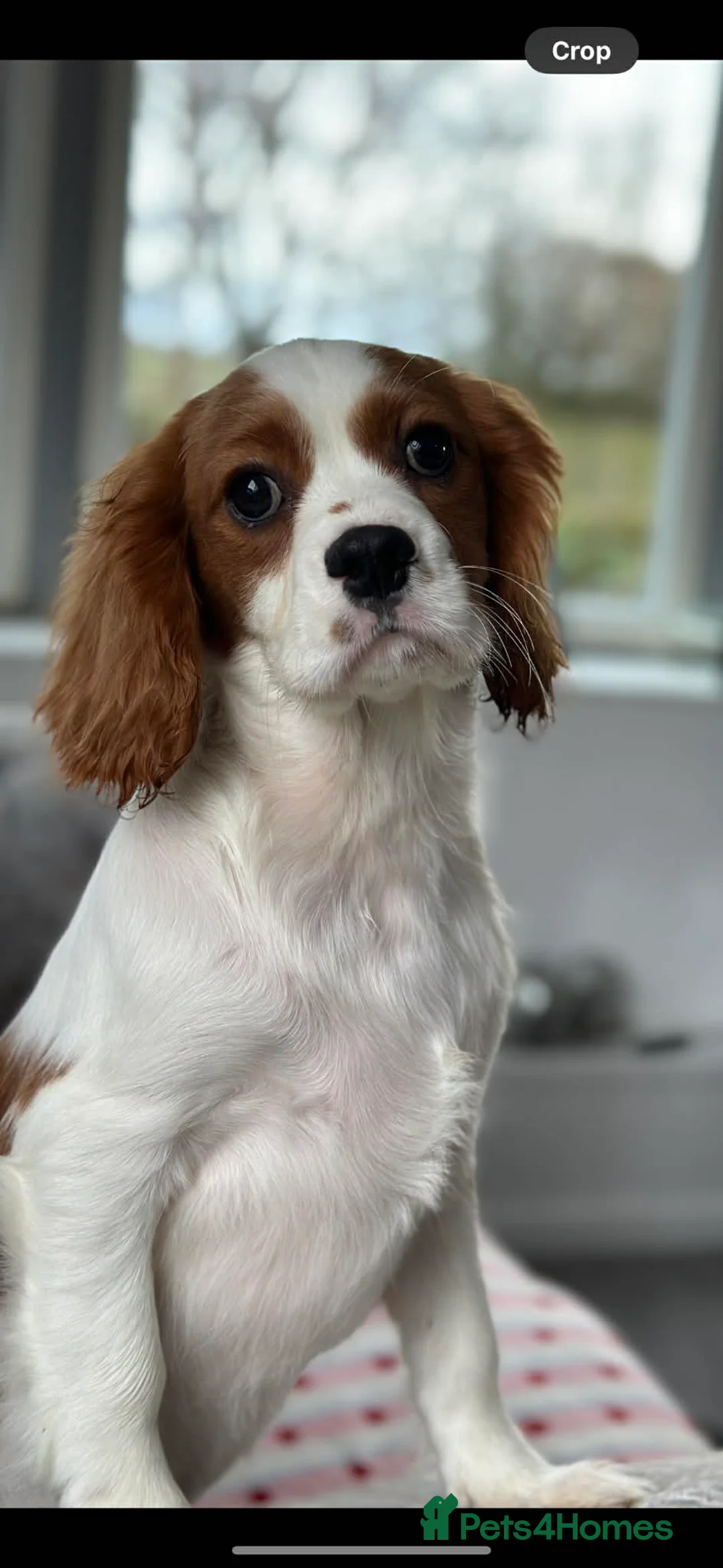 Cavalier King Charles Spaniel dogs for sale: KC. DNA Clear Stunning cavalier pups - Advert 1