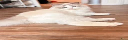 Ragdoll cats for sale: Gccf ragdoll for rehome - Advert 7