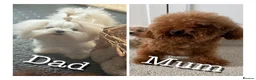 Maltipoo dogs for sale: Korean maltipoo - Advert 4