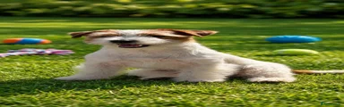 Jack Russell 2