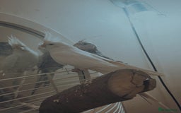 Cockatiels birds for sale: Cockatiels  - Advert 1