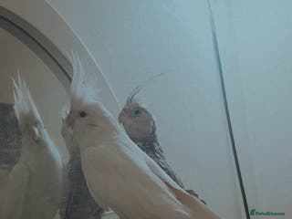 Cockatiels birds Cockatiels - Advert 8