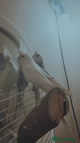 Cockatiels birds Cockatiels - Advert 1
