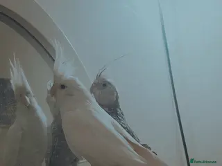 Cockatiels birds Cockatiels - Advert 22