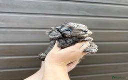 Yorkiepoo dogs for sale: 🐾 Tiny Yorkiepoo Puppies – Ready 29th August! 🐾 - Image 7