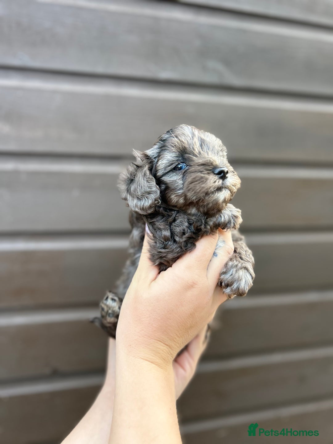 Yorkiepoo dogs for sale: 🐾 Tiny Yorkiepoo Puppies – Ready 29th August! 🐾 - Image 7
