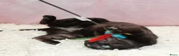 Bengal cats for sale: Retired bengal black smoke  - Advert 8