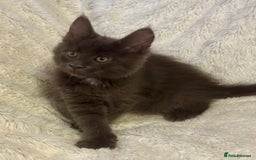 Maine Coon cats for sale: 🌟Ready to leave 4 XL Maine Coons active available - Image 32