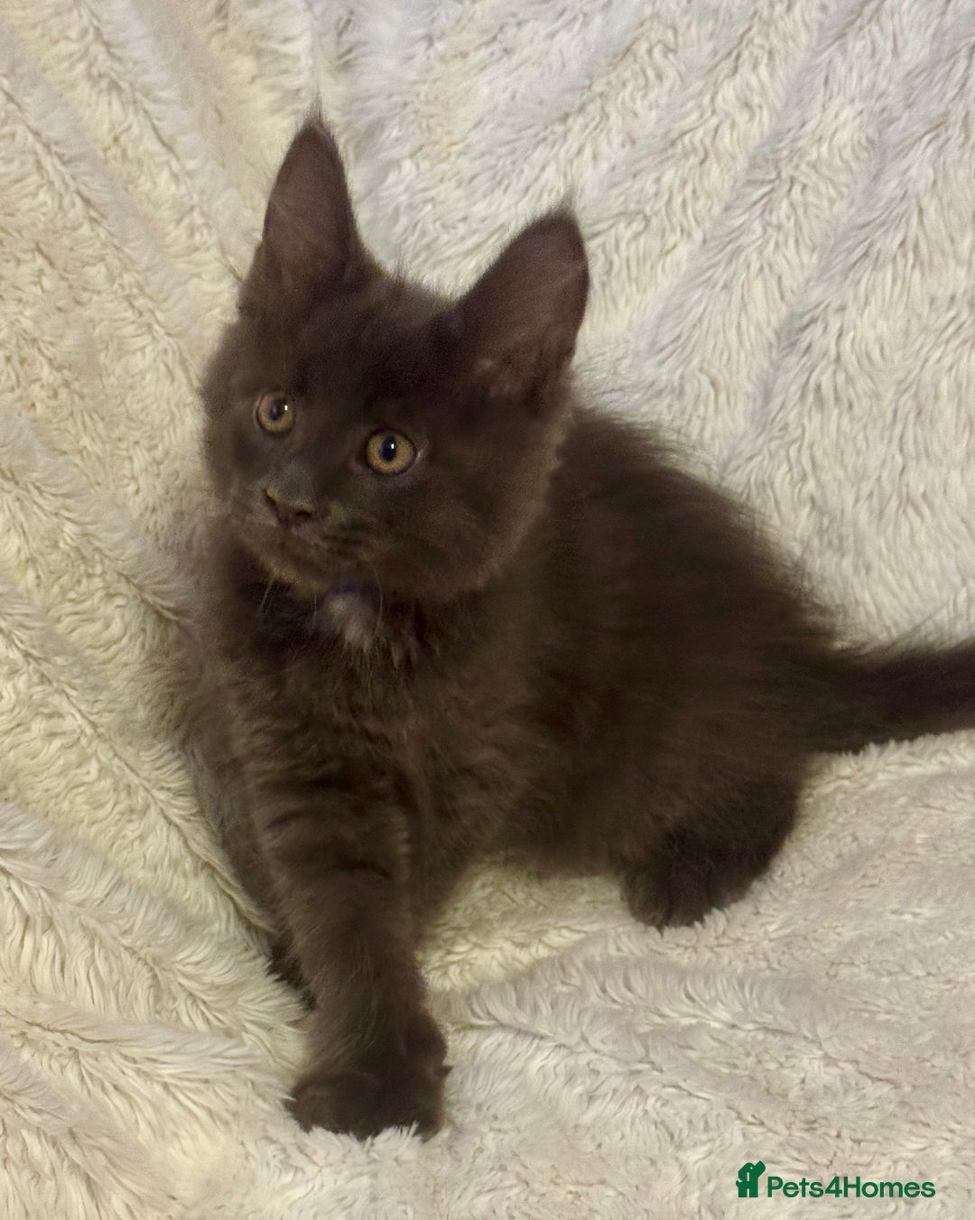 Maine Coon cats for sale: 🌟Ready to leave 4 XL Maine Coons active available - Image 32