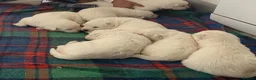 White Swiss Shepherd dogs for sale: Beautiful White Swiss Shepherd Puppies - Advert 2