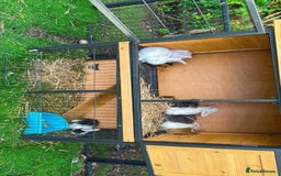 Mixed Breed rabbits for sale: Bunnies/rabbits ( in 2 weeks Will be ready to go ) - Image 4
