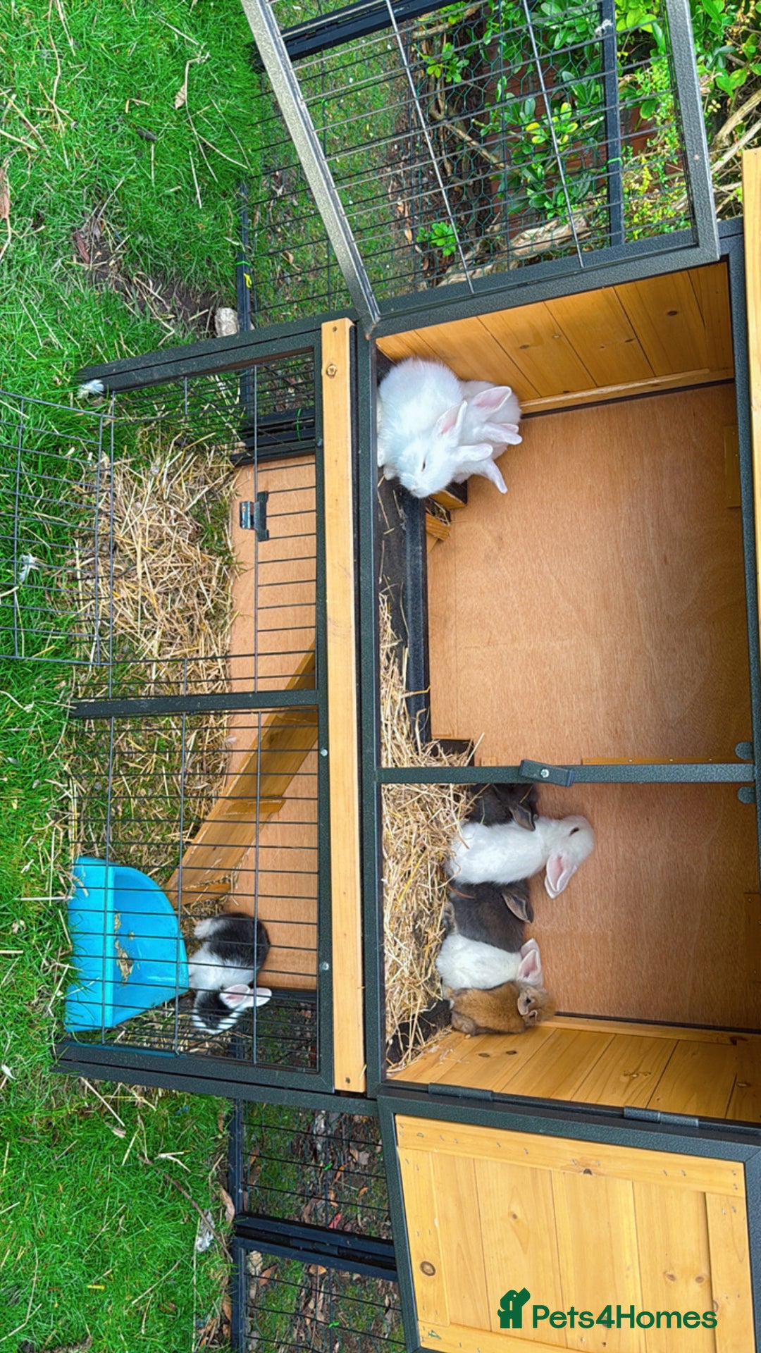 Mixed Breed rabbits for sale: Bunnies/rabbits ( in 2 weeks Will be ready to go ) - Image 4
