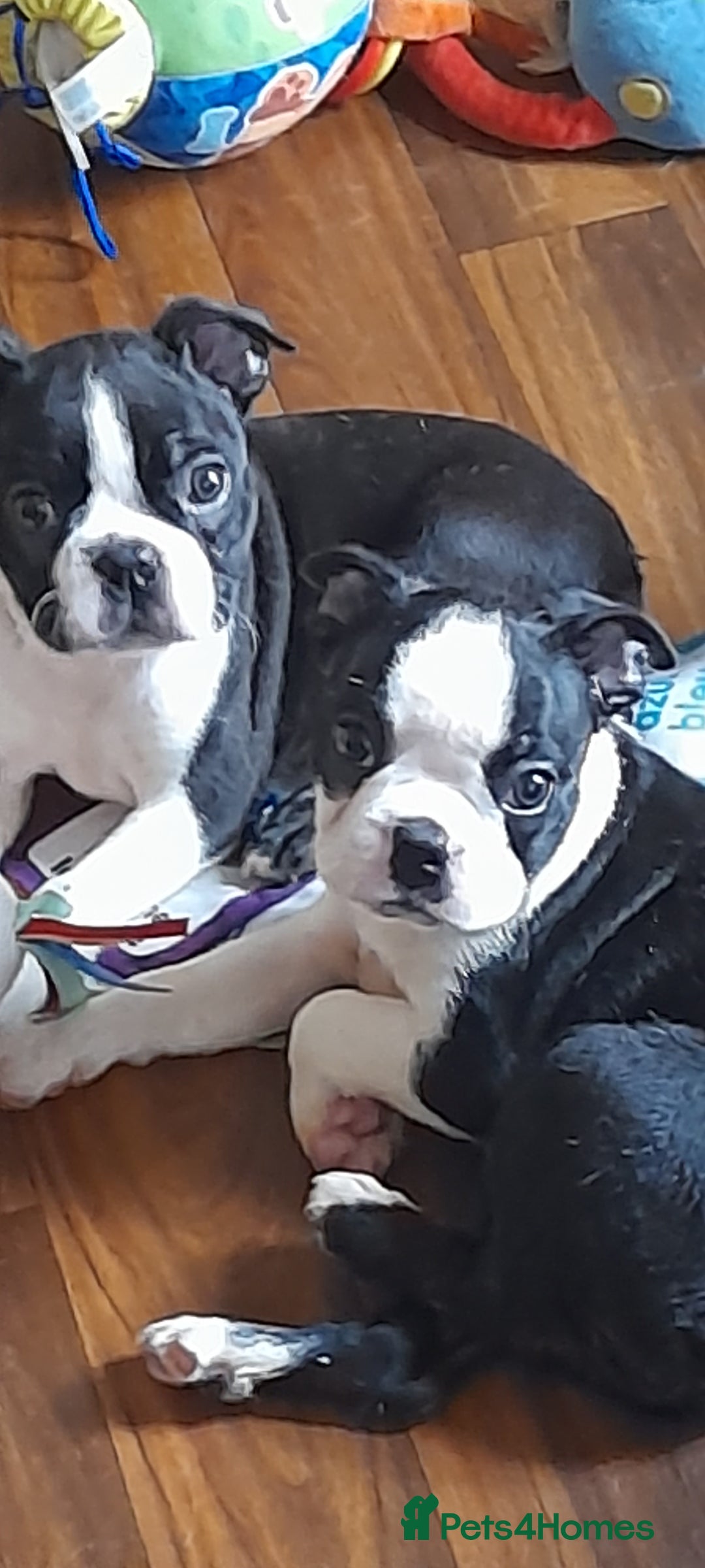 Boston Terrier dogs for sale: Stunning boston terrier puppies - Image 3