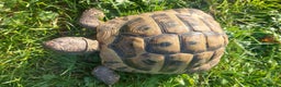 Hermann Tortoise reptiles for sale: Herman Torroise - Advert 6