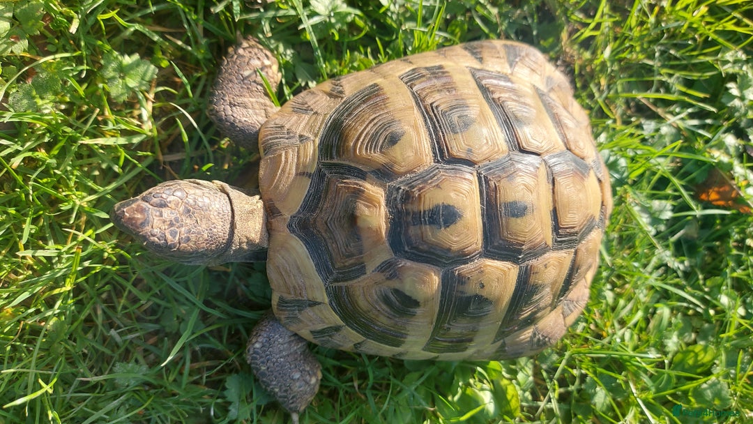 Hermann Tortoise reptiles for sale: Herman Torroise - Advert 6