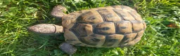 Hermann Tortoise reptiles for sale: Herman Torroise - Advert 6