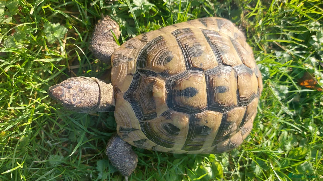 Hermann Tortoise reptiles for sale: Herman Torroise - Advert 6