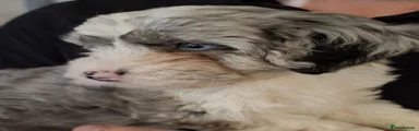 Dino