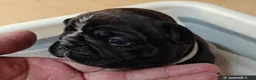 Mixed Breed dogs for sale: Boston Cross Pups Looking for Their Forever Home - Advert 21