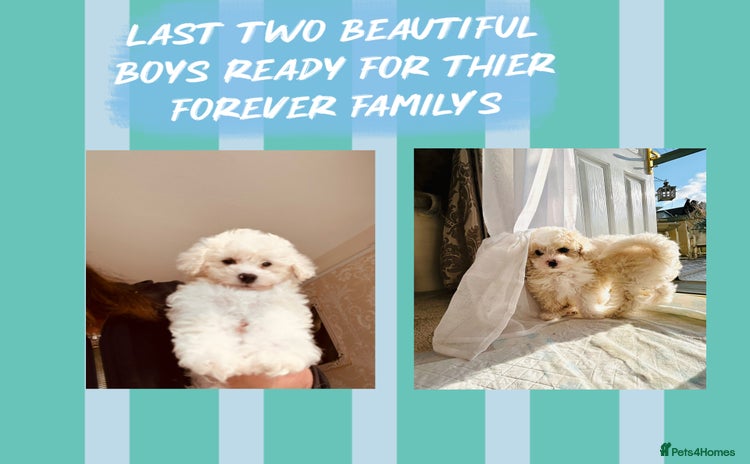 Poochon dogs - Advert 1