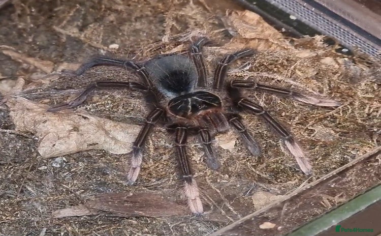 Tarantulas invertebrates - Advert 13