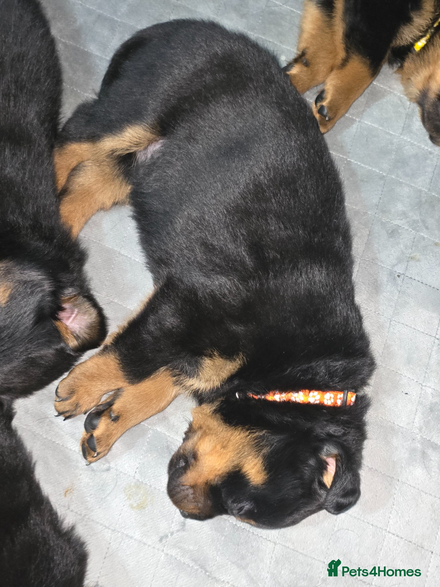Rottweiler dogs Rottweiler puppies for sale cash only  - Advert 2