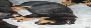 Rottweiler Puppy 5