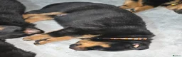 Rottweiler dogs for sale: Rottweiler puppies for sale cash only  - Advert 3