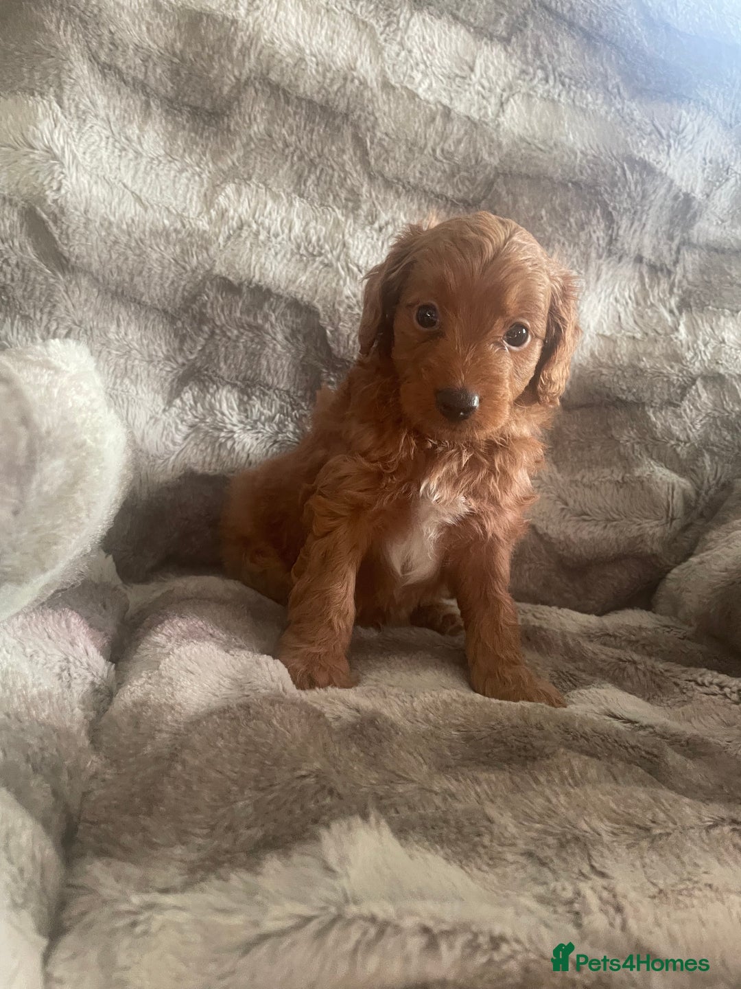 Toy Poodle dogs for sale: Toy poodle puppies  - Advert 20