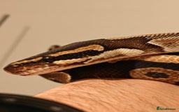 Python Snake reptiles for sale: Royal Pythan with setup - Image 2