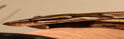 Python Snake reptiles for sale: Royal Pythan with setup - Advert 2